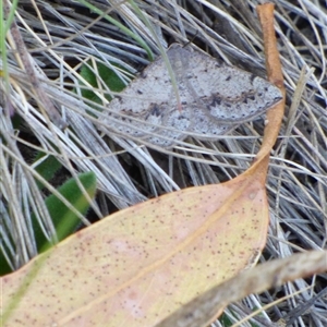 Taxeotis intextata at West Hobart, TAS - 21 Nov 2024 05:01 PM