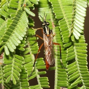 Evansomyia sp. (genus) (Stiletto fly) at Hawker, ACT by AlisonMilton