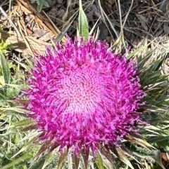 Cirsium vulgare at Bredbo, NSW - 21 Nov 2024 by lbradley