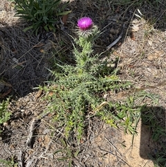 Carduus nutans at Bredbo, NSW - 21 Nov 2024 02:38 PM