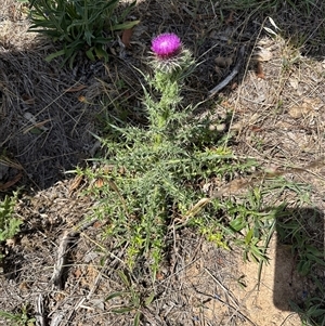 Carduus nutans at Bredbo, NSW - 21 Nov 2024 02:38 PM