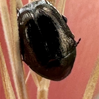 Ditropidus sp. (genus) (Leaf beetle) at Bredbo, NSW - 21 Nov 2024 by lbradley