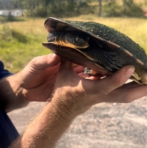 Chelodina longicollis at Brownlow Hill, NSW by BeckBrownlowHill