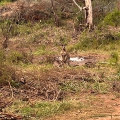 Macropus giganteus at Orangeville, NSW - 2 May 2024 by BeckBrownlowHill