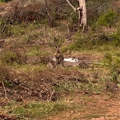 Macropus giganteus at Orangeville, NSW - 2 May 2024