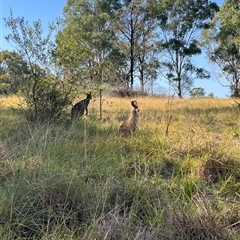 Macropus giganteus at Orangeville, NSW - 18 Apr 2024 by BeckBrownlowHill