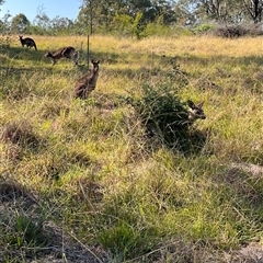 Macropus giganteus at Orangeville, NSW - 18 Apr 2024