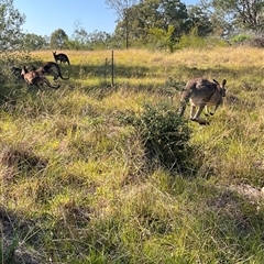 Macropus giganteus at Orangeville, NSW - 18 Apr 2024