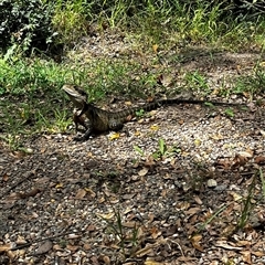 Intellagama lesueurii lesueurii (Eastern Water Dragon) at Brownlow Hill, NSW - 14 Mar 2024 by BeckBrownlowHill