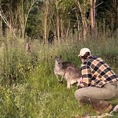 Macropodidae (family) at Orangeville, NSW - 28 Mar 2024 by BeckBrownlowHill