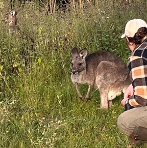 Macropus giganteus at Orangeville, NSW - 29 Mar 2024 08:23 AM