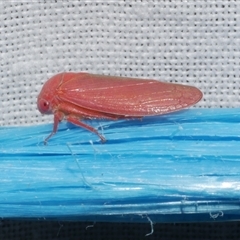 Trocnada dorsigera (A leafhopper) at Freshwater Creek, VIC - 17 Nov 2024 by WendyEM