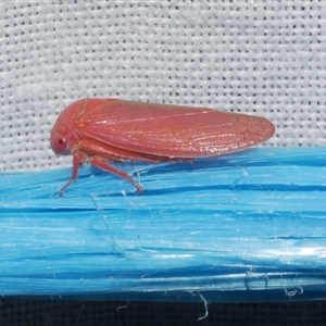 Trocnada dorsigera (A leafhopper) at Freshwater Creek, VIC by WendyEM