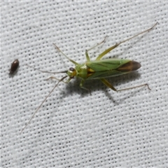 Amblypelta nitida at Freshwater Creek, VIC - 16 Nov 2024 by WendyEM