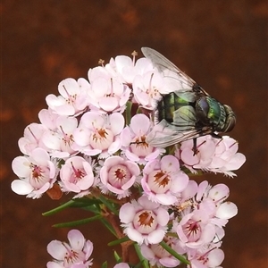 Rutilia (Rutilia) sp. (genus & subgenus) at Acton, ACT by HelenCross