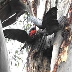 Callocephalon fimbriatum (Gang-gang Cockatoo) at Acton, ACT - 21 Nov 2024 by HelenCross