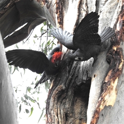 Callocephalon fimbriatum (Gang-gang Cockatoo) at Acton, ACT - 21 Nov 2024 by HelenCross