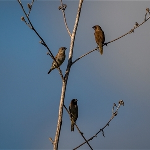 Lonchura punctulata at Emu Park, QLD - 3 Nov 2024