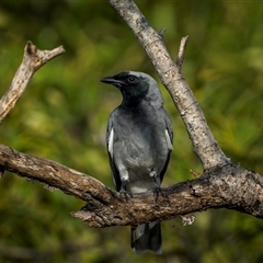 Coracina novaehollandiae at Emu Park, QLD - 2 Nov 2024 by trevsci