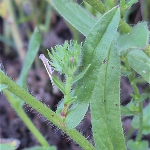 Plutella xylostella at Bungendore, NSW - suppressed