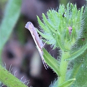 Plutella xylostella at Bungendore, NSW - suppressed