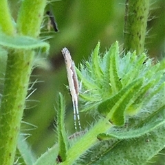 Plutella xylostella at Bungendore, NSW - suppressed