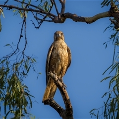 Falco berigora (Brown Falcon) at Kinka Beach, QLD - 10 Nov 2024 by trevsci