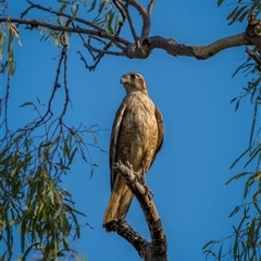 Falco berigora at Kinka Beach, QLD - 10 Nov 2024