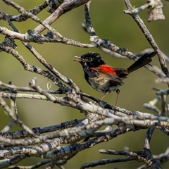 Malurus melanocephalus (Red-backed Fairywren) at Kinka Beach, QLD - 10 Nov 2024 by trevsci