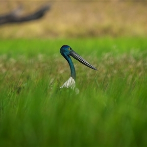 Ephippiorhynchus asiaticus at Lake Mary, QLD - suppressed