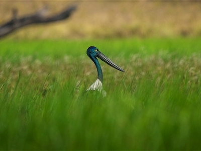 Ephippiorhynchus asiaticus (Black-necked Stork) at Lake Mary, QLD - 16 Nov 2024 by trevsci