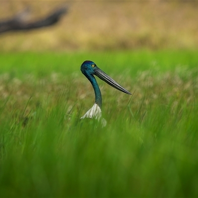 Ephippiorhynchus asiaticus at Lake Mary, QLD - 16 Nov 2024 by trevsci