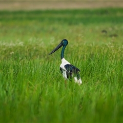 Ephippiorhynchus asiaticus at Lake Mary, QLD - suppressed