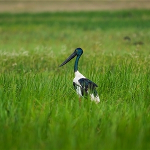 Ephippiorhynchus asiaticus at Lake Mary, QLD - suppressed