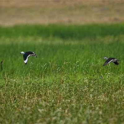 Nettapus coromandelianus (Cotton Pygmy-Goose) at Lake Mary, QLD - 16 Nov 2024 by trevsci