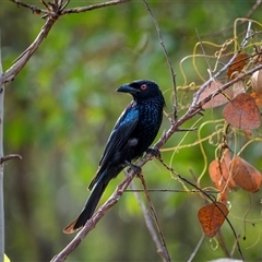 Dicrurus bracteatus at Lake Mary, QLD - 16 Nov 2024 by trevsci