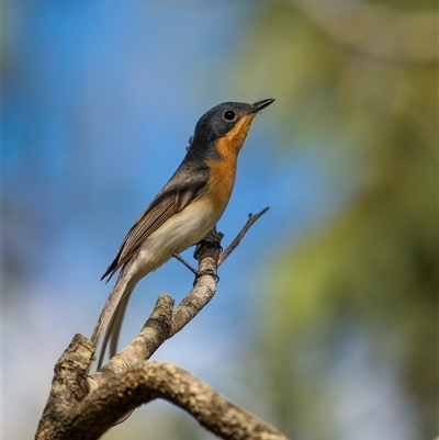 Myiagra rubecula at Zilzie, QLD - 16 Nov 2024 by trevsci