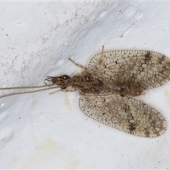 Unidentified Brown Lacewing (Hemerobiidae) at Melba, ACT - 18 Nov 2024 by kasiaaus