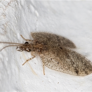 Psectra sp. (genus) at Melba, ACT - 18 Nov 2024 09:49 PM