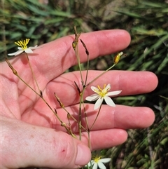 Thelionema umbellatum at Monga, NSW - 21 Nov 2024 by clarehoneydove