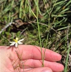 Thelionema umbellatum at Monga, NSW - 21 Nov 2024