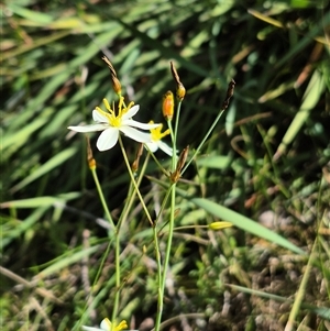 Thelionema umbellatum at Monga, NSW - 21 Nov 2024