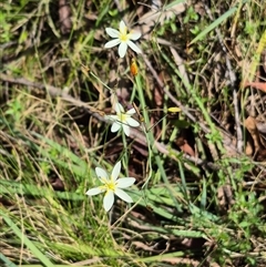 Thelionema umbellatum at Monga, NSW - 21 Nov 2024