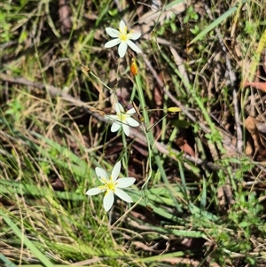 Thelionema umbellatum at Monga, NSW - 21 Nov 2024