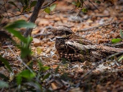 Eurostopodus mystacalis (White-throated Nightjar) at Kinka Beach, QLD - 16 Nov 2024 by trevsci