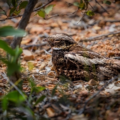 Eurostopodus mystacalis (White-throated Nightjar) at Kinka Beach, QLD - 17 Nov 2024 by trevsci