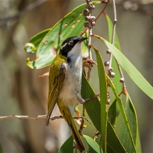 Melithreptus albogularis at Kinka Beach, QLD - 17 Nov 2024 10:09 AM
