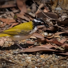 Melithreptus albogularis at Kinka Beach, QLD - 17 Nov 2024