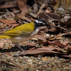 Melithreptus albogularis at Kinka Beach, QLD - 17 Nov 2024 10:09 AM