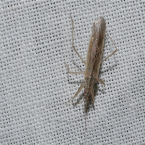 Nabis kinbergii at Freshwater Creek, VIC - 17 Nov 2024 01:39 AM